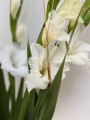 IMG_5278.jpg
